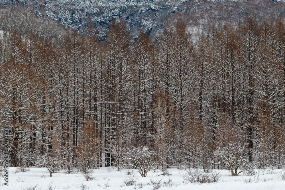Fototapeta premium 冬の小田代ヶ原