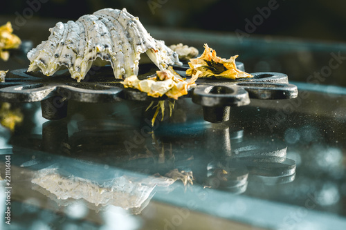 seashell decoraction on glass table outdoors photo