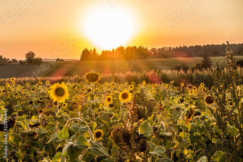 Fototapeta Naklejka Na Ścianę i Meble -  Sonnenblumen