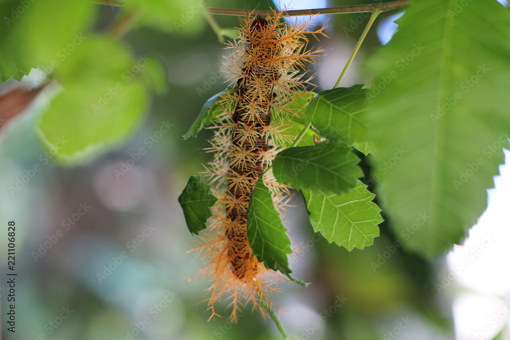 Fototapeta premium caterpillar_figuer