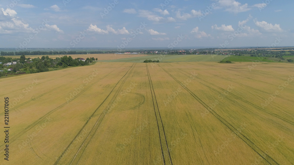 Aerial view Field with yellow wheat, barley, rye on summer day Spikelets of ripening yellow wheat on farm land.