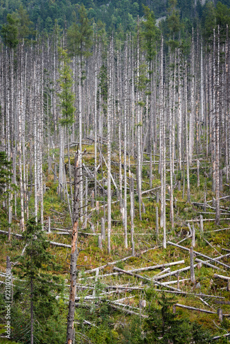 Dry fir trees in High Tatra mountains, Slovakia © ventura
