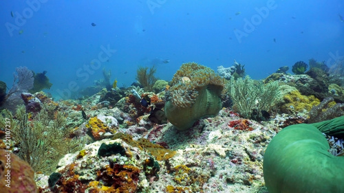 Fish and coral reef. Tropical fish on a coral reef. Wonderful and beautiful underwater world with corals and tropical fish. Hard and soft corals. Diving and snorkeling in the tropical sea. Travel