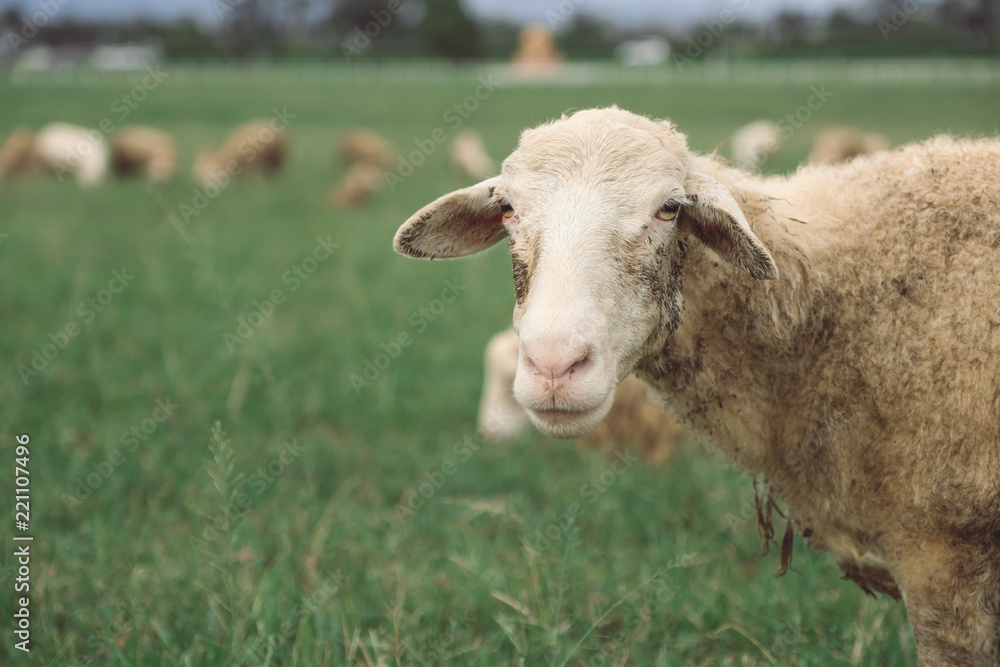 Closeup image of sheep in green grass field at countryside farm