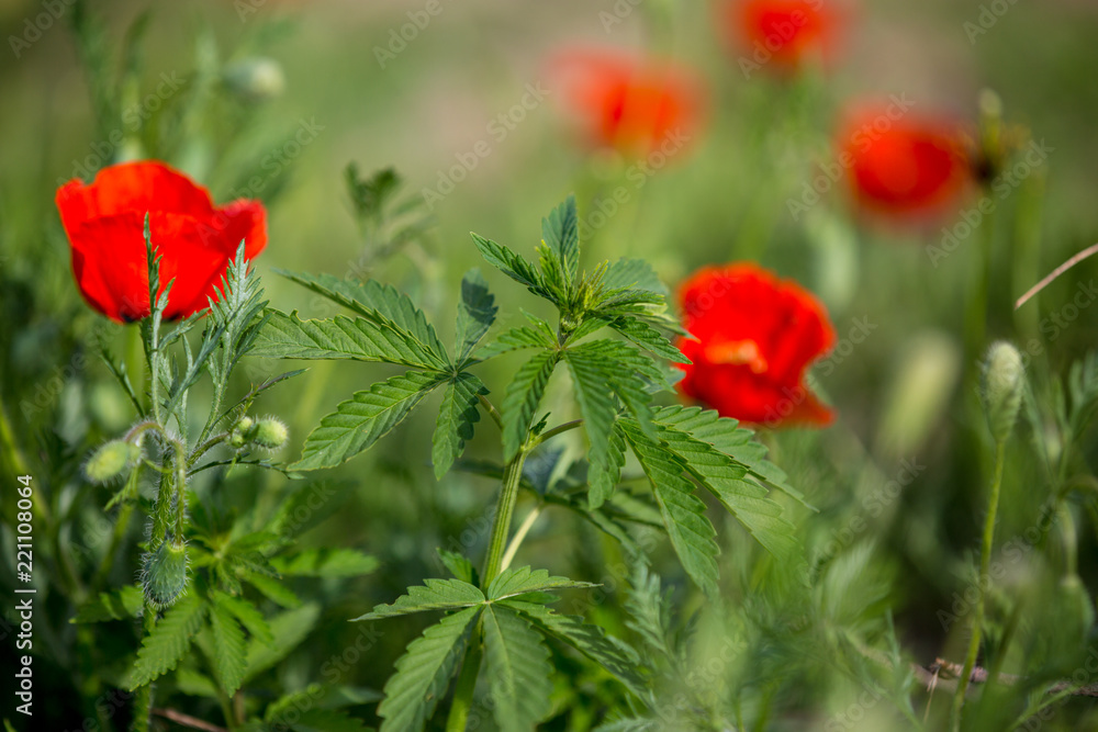 Obraz premium Cannabis buds and green opium poppy heads under blue sky