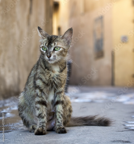 Striped cat on the street