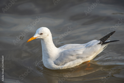 Slender-billed Gull , Sea bird