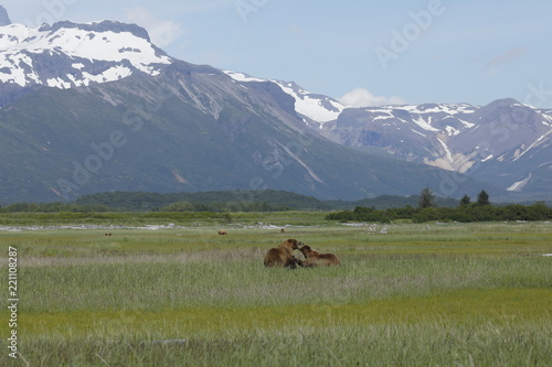 A Grizzly male meets a little female on the grass plain in Katmai