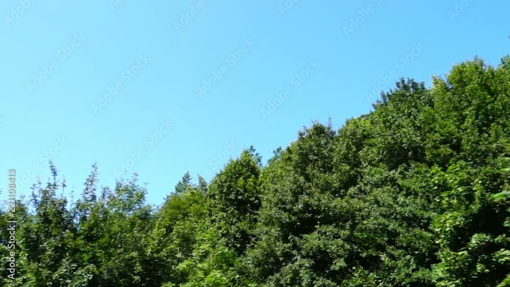 Tops of trees. Shooting in the movement. Tops of trees. Shooting in the movement.