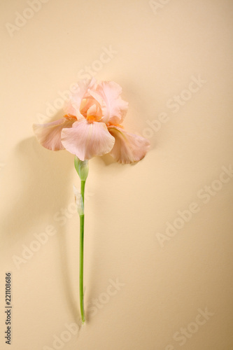 One pink flower © Olha Afanasieva