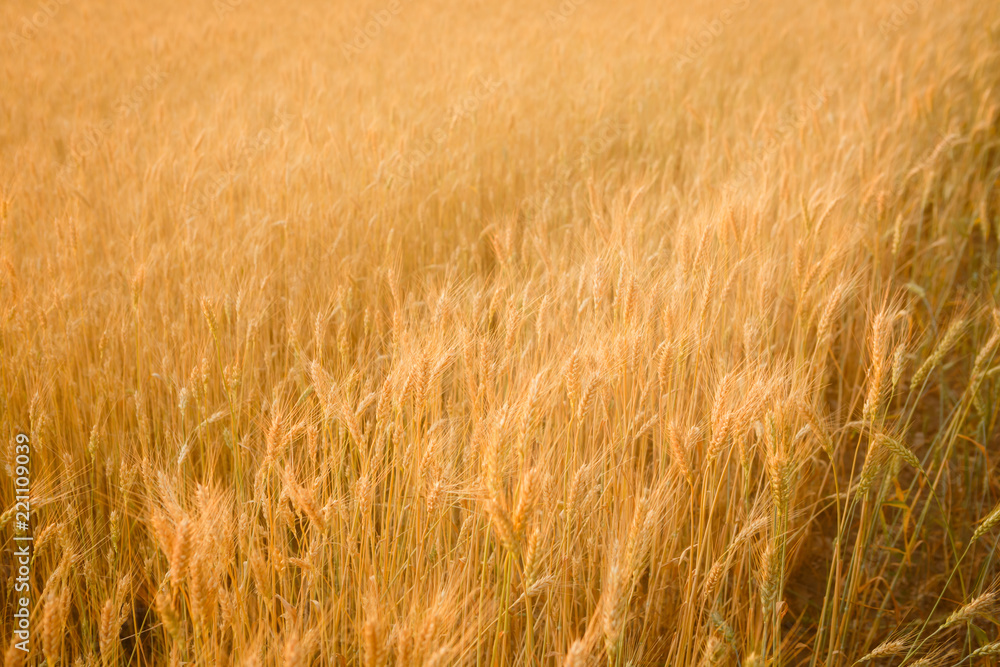 Ripe wheats field Ripe wheats field