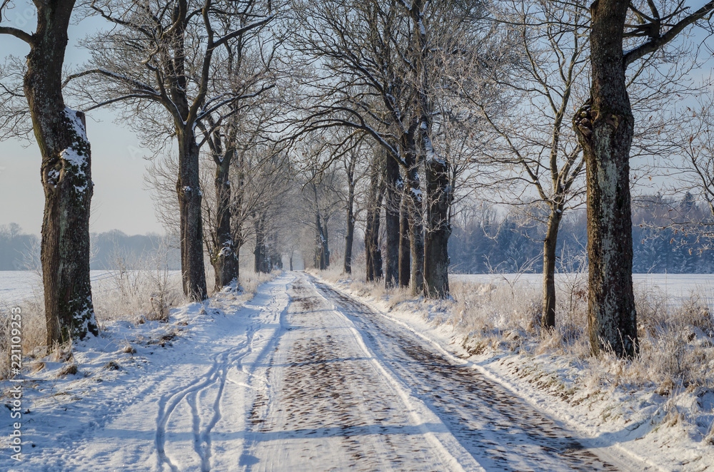 COUNTRY ROAD - Winter alley between fields