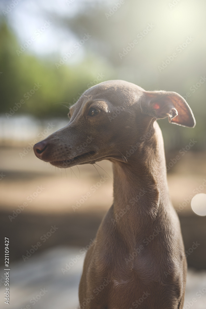 Little italian greyhound dog in the forest Little italian greyhound dog in the forest