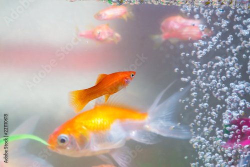 Little fish in fish tank or aquarium, gold fish, guppy and red fish, fancy carp with green plant, underwater life. © pookpiik