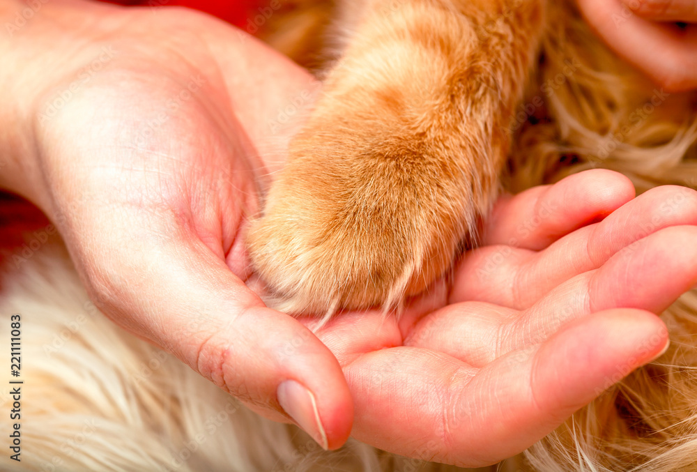 Cat paw in woman hand. Closeup. Cat paw in woman hand. Closeup.