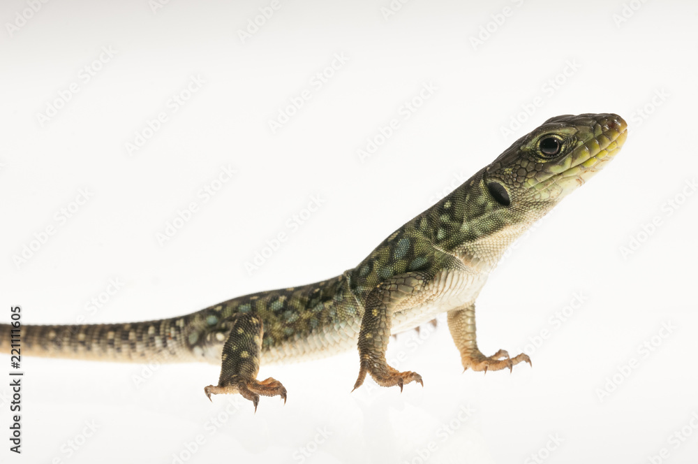 Ocelated lizard (Timon lepidus) high key, portrait