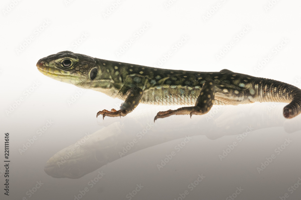 Ocelated lizard (Timon lepidus) high key, portrait Ocelated lizard (Timon lepidus) high key, portrait