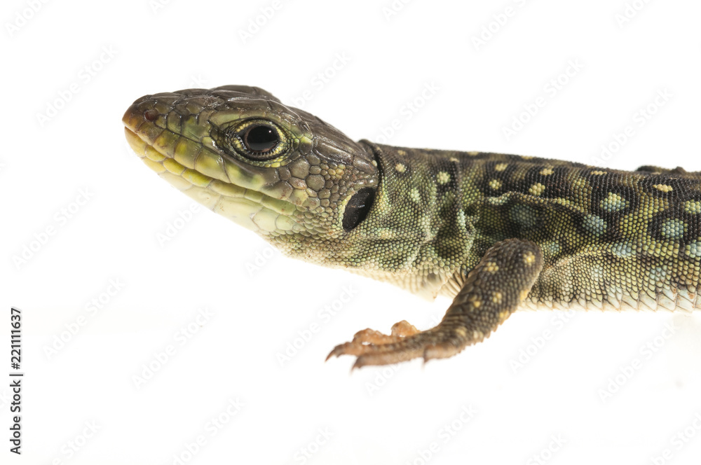 Ocelated lizard (Timon lepidus) high key, portrait