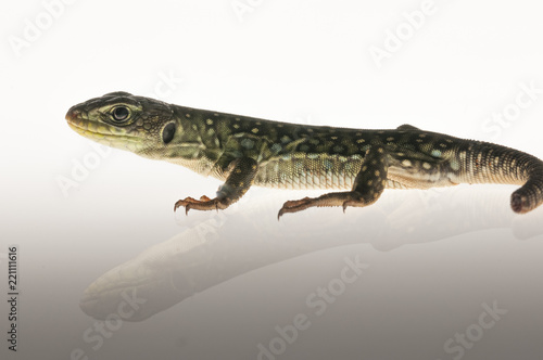 Ocelated lizard  Timon lepidus  high key  portrait