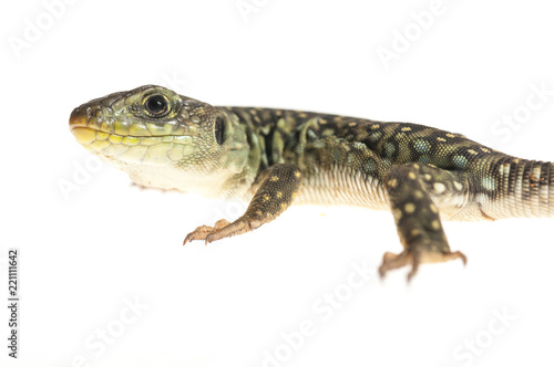Ocelated lizard  Timon lepidus  high key  portrait