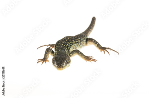 Ocelated lizard (Timon lepidus) high key, portrait