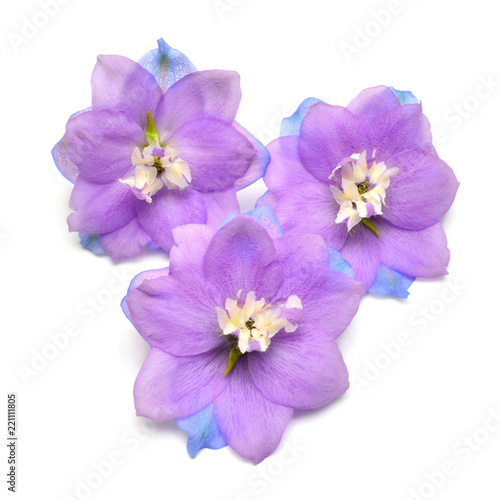 Three dolphinium blue flowers isolated on white background. Macro, studio. Beautiful floral composition pattern. Violet, object. Flat lay, top view