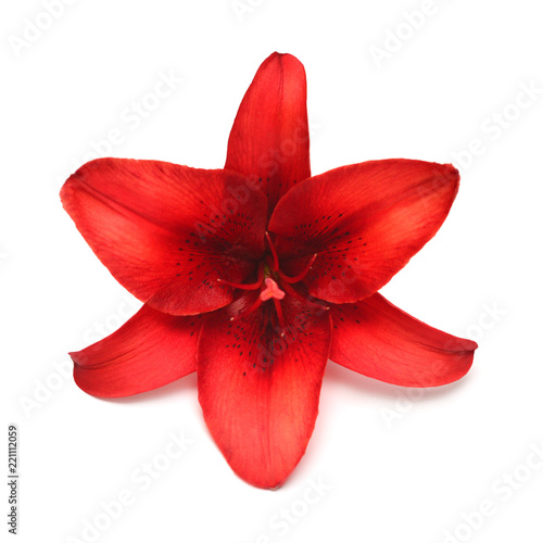 Beautiful bouquet of red lily flower isolated on white background. Form of a starfish. Flat lay, top view. Floral pattern, object