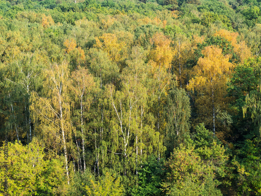 above view of forest in the beginning of autumn