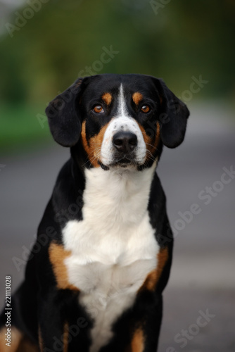 entlebucher dog portrait outdoors