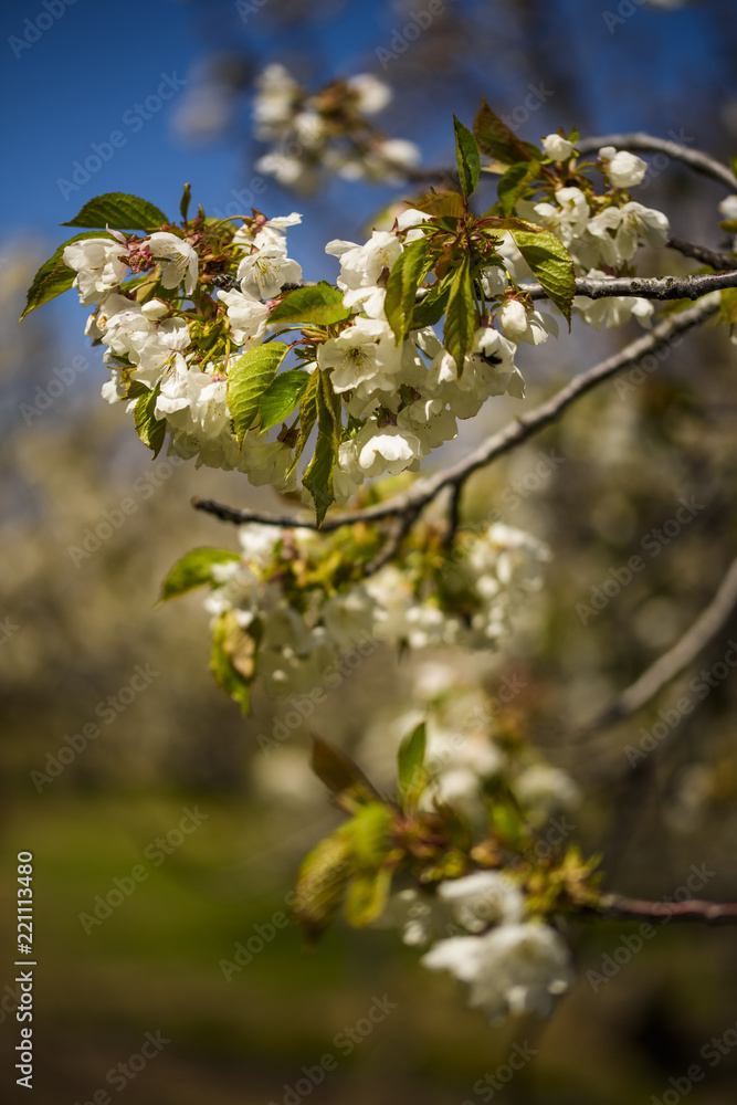Cherry trees, blossom, jerte valley, spring time Cherry trees, blossom, jerte valley, spring time