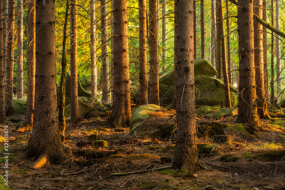 Spruce Tree Forest with big rocks in the last light of the evening sun