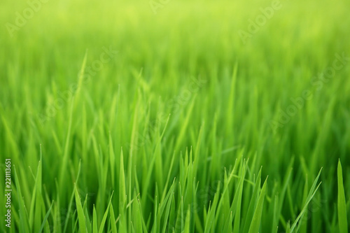 Soft green seeding rice field background