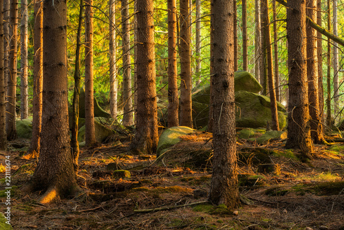 Spruce Tree Forest with big rocks in the last light of the evening sun