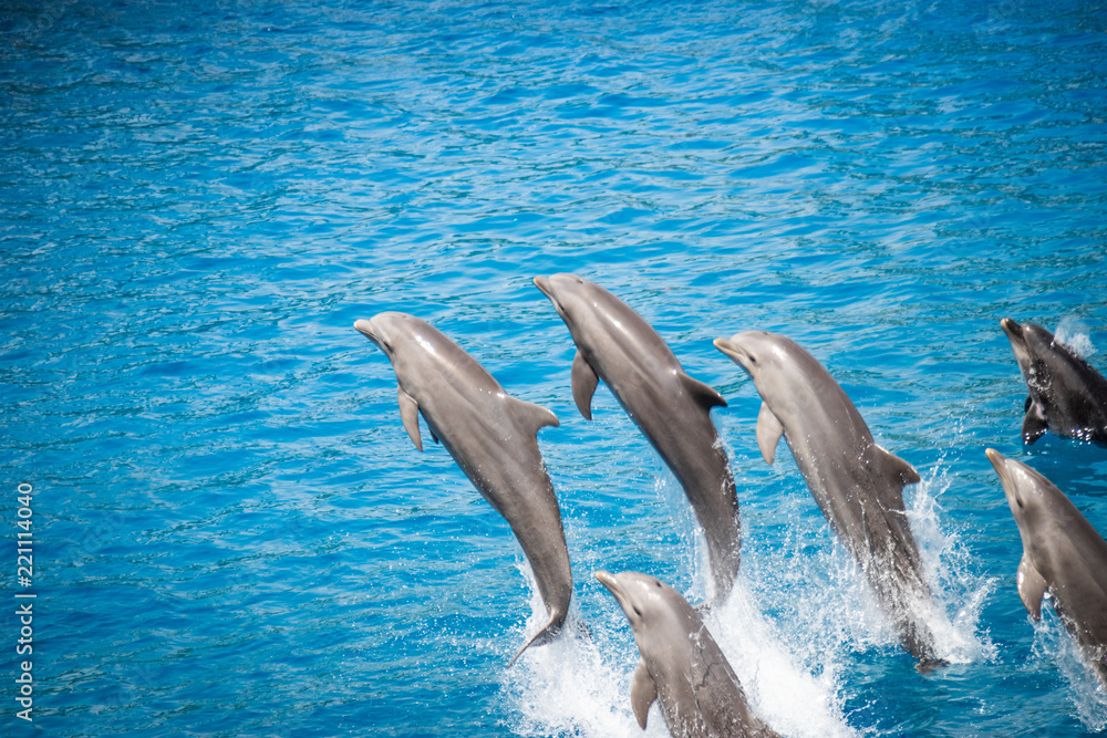 Jumping Dolphins blue water