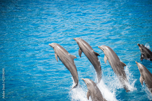 Jumping Dolphins blue water