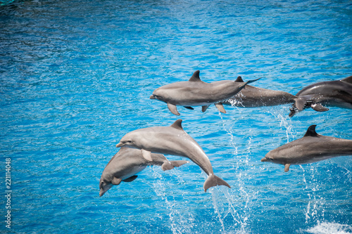 Jumping Dolphins blue water