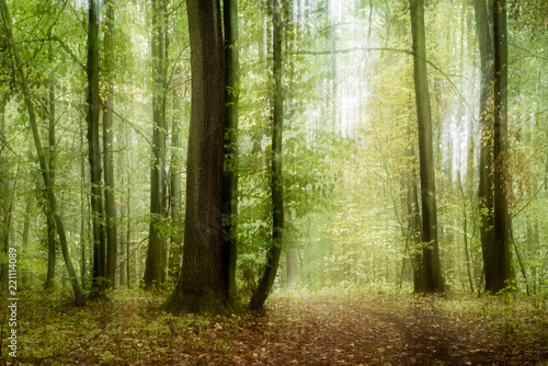 Fototapeta Naklejka Na Ścianę i Meble -  Footpath through deciduous Forst, Experimental shaky image, intentionally blurred, multiple exposure