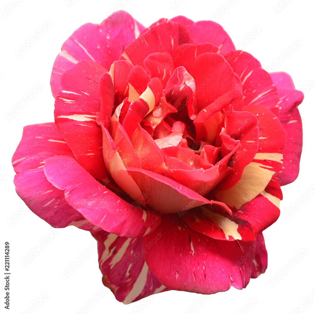 Obraz premium Beautiful flower pink rose tea hybrid Ukrainian selection Pestraja Fantazija isolated on white background. Wedding card. Greeting. Summer. Spring. Flat lay, top view. Love. Valentine's Day