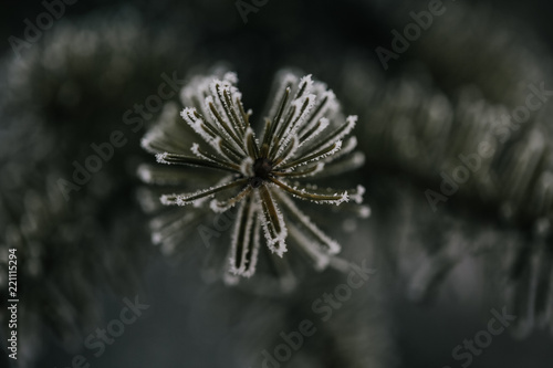 Dark green pine tree branch with snow