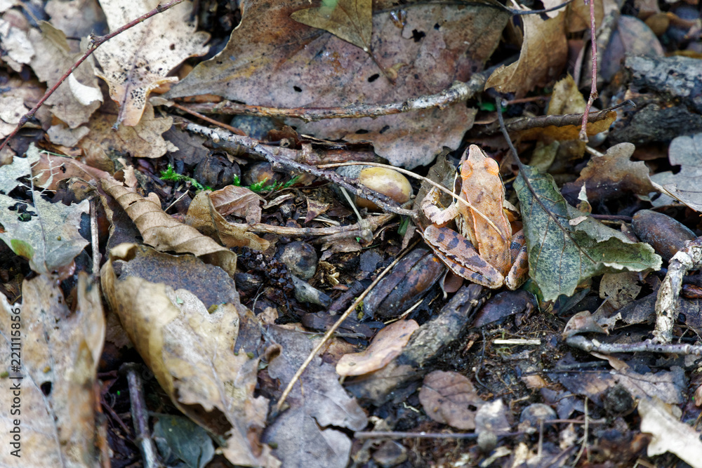 Forest frog is masked in the foliage Forest frog is masked in the foliage