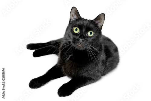 Young black cat lying on a white background © FedotovAnatoly