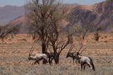 Savanne mit Oryxantilopen - Namibia