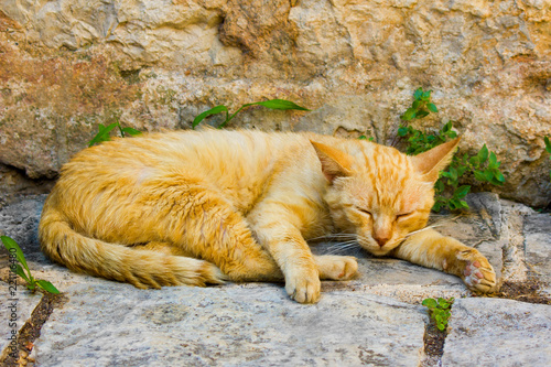 Cat sleeps on the rocks of the city