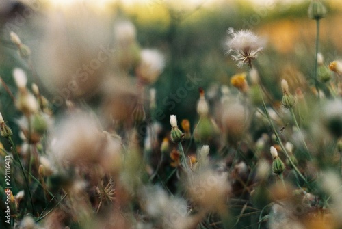 Fototapeta Naklejka Na Ścianę i Meble -  Field of dandelions