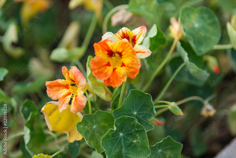 red and yellow nasturtium flowers growing in the garden red and yellow nasturtium flowers growing in the garden