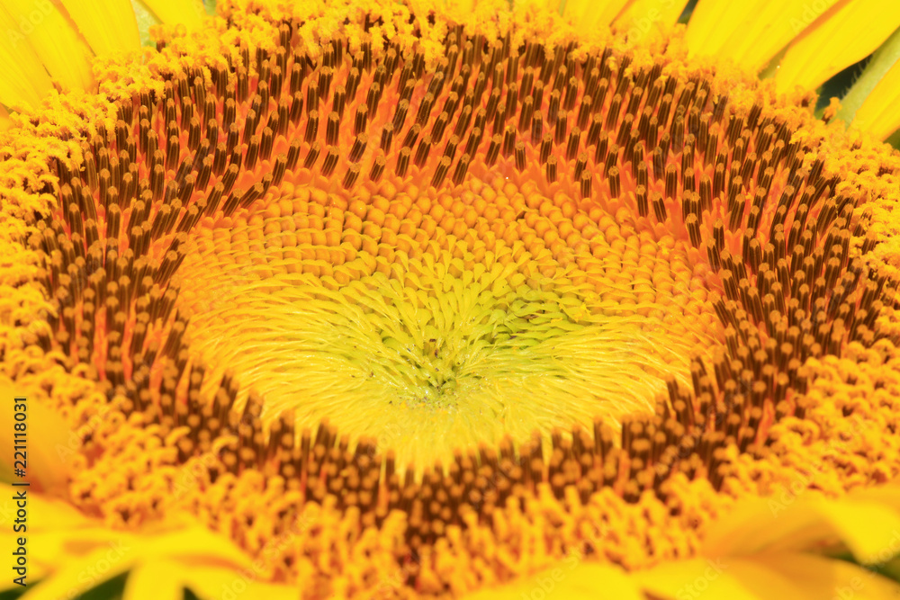 sunflower sunflower