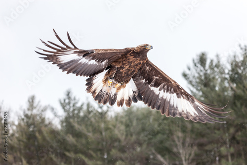 Landscape colour images of a golden eagle shown against a snow covered winter background. © Mark Spowart 