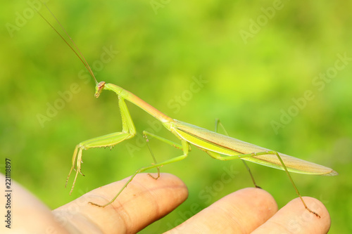 tenodera mantis