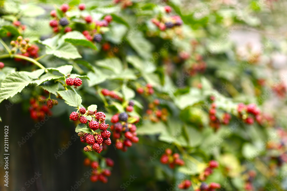 brumble bush with ripe and unripe berries close up summer photo brumble bush with ripe and unripe berries close up summer photo