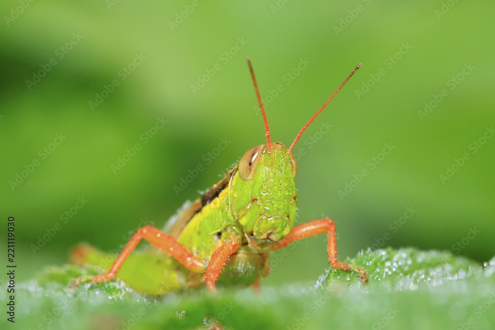 Fototapeta premium locusts on green leaf in the wild
